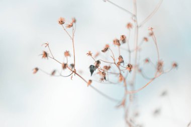 Kış Hokkaido 'sunda ölü ot