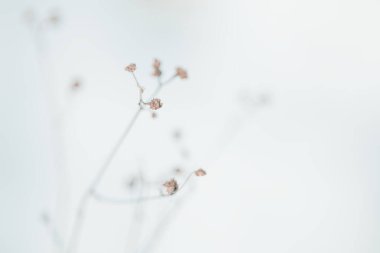 Kış Hokkaido 'sunda ölü ot