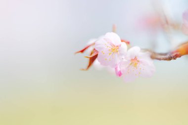 Kiraz çiçeği yapraklarını kapat.