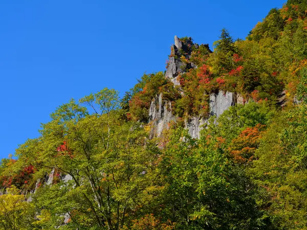 Tenninkyo hokkaido 'da sonbahar yaprakları