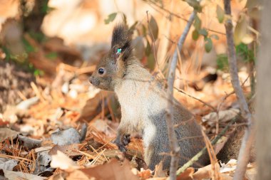 Sonbaharda bir sincap Hokkaido 'da