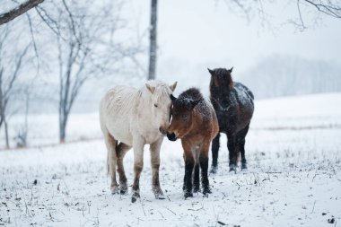 Dosanko atı kış otlağında