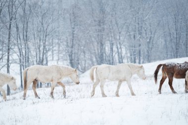 Dosanko atı kış otlağında