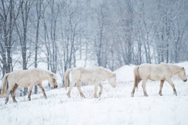 Dosanko atı kış otlağında