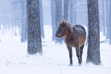 Dosanko atı kış otlağında