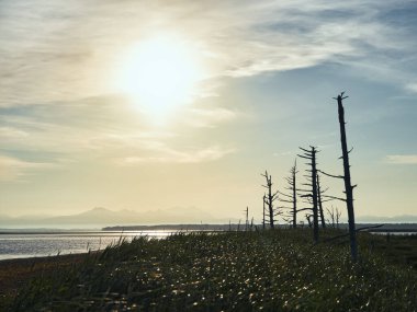 Hokkaido 'da ölü ağaçlar ve gün batımı