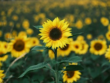 Ayçiçeği tarlası ve mavi gökyüzü