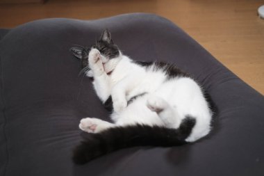 kedi evde yüzünü yıkıyor.