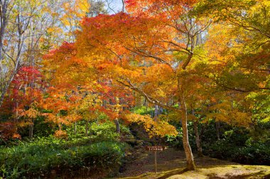 Shikaoi Hokkaido 'da sonbahar yaprakları
