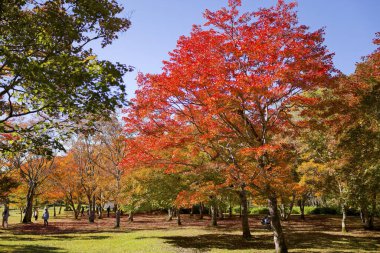 Shikaoi Hokkaido 'da sonbahar yaprakları