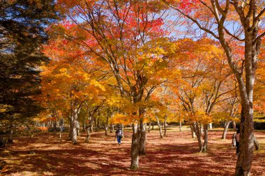 Shikaoi Hokkaido 'da sonbahar yaprakları