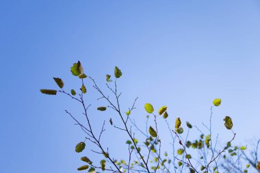 Hokkaido 'da sonbahar ölü ağaç manzarası