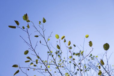 Hokkaido 'da sonbahar ölü ağaç manzarası