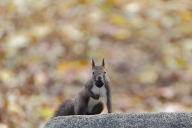 one squirrel in autumn hokkaido clipart