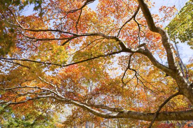 autumn leaves in shikaoi hokkaido clipart