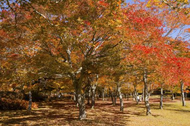 Shikaoi Hokkaido 'da sonbahar yaprakları