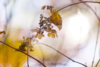 Sonbahar hokkaido 'sunda ölü yaprak