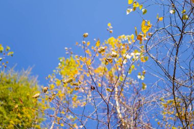 Hokkadio sonbaharında beyaz huş ağacı