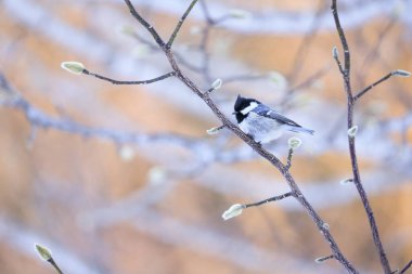 great tit in winter hokkaido