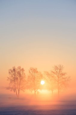 frost covered tree and sunrise clipart