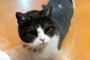 Injured cat wearing Elizabethan collar clipart