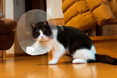 Elizabeth dönemi tasması takan yaralı bir kedi.