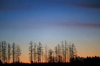 Kış sabahı rüzgarsız orman