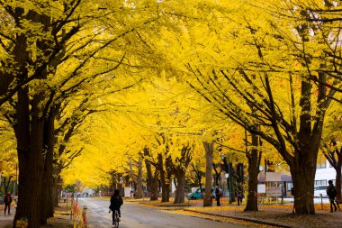 Hokkaido Üniversitesi Ginkgo Ağaç Hattı