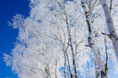  Buz kaplı ağaç ve mavi gökyüzü