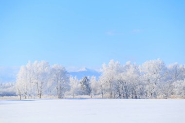  Buz kaplı ağaç ve mavi gökyüzü