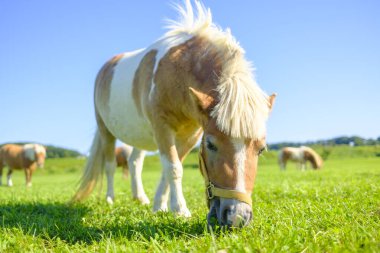 Yeşil otlakta minyatür at
