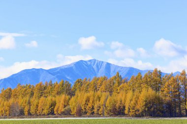 Sonbaharda hokkaido rüzgarsız ormanı