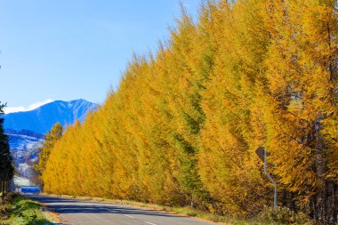Sonbaharda hokkaido rüzgarsız ormanı