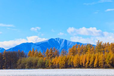 Sonbaharda hokkaido rüzgarsız ormanı