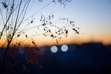 Ölü çimenler ve kışın gün doğumu