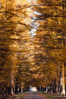 tree lined street of pine in autumn clipart