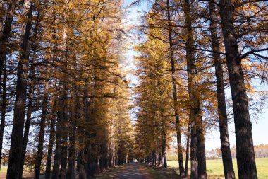 tree lined street of pine in autumn clipart