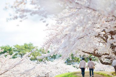 Japonya 'da kiraz çiçekleri var.