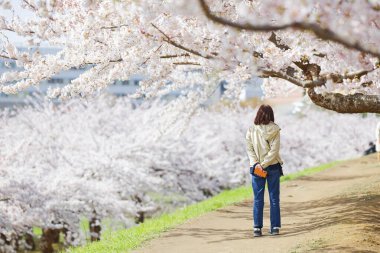 Japonya 'da kiraz çiçekleri var.