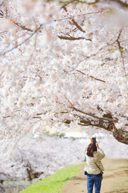 Japonya 'da kiraz çiçekleri var.