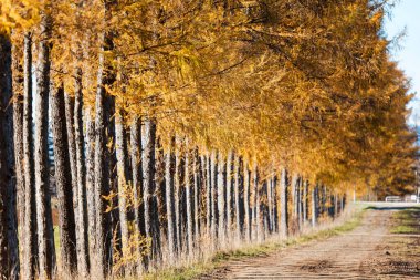 windproof forest of pine in autumn clipart