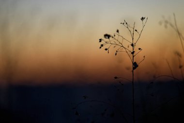 Ölü çimenler ve kışın gün doğumu