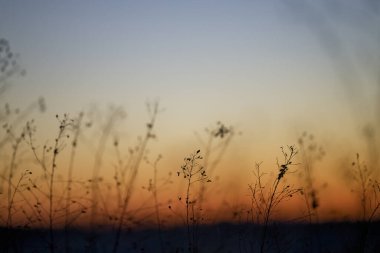 Ölü çimenler ve kışın gün doğumu