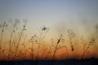 Ölü çimenler ve kışın gün doğumu