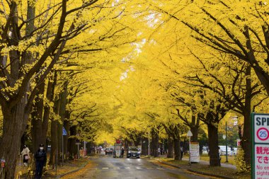 Hokkaido Üniversitesi Ginkgo Ağaç Hattı