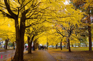 Hokkaido Üniversitesi Ginkgo Ağaç Hattı