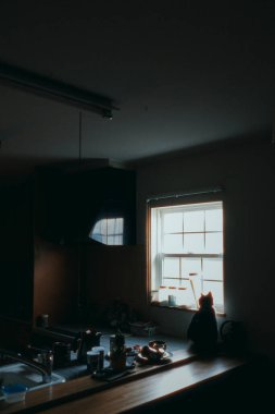 Pencerenin yanında bir kedi