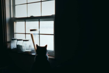 Pencerenin yanında bir kedi