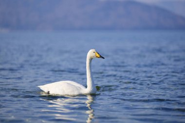 Göl kışında kuğu.