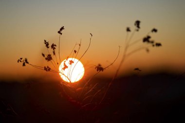 Kışın ölü bitki.